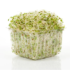 Alfalfa Sprouts – 1 Cup (Organic Preferred)